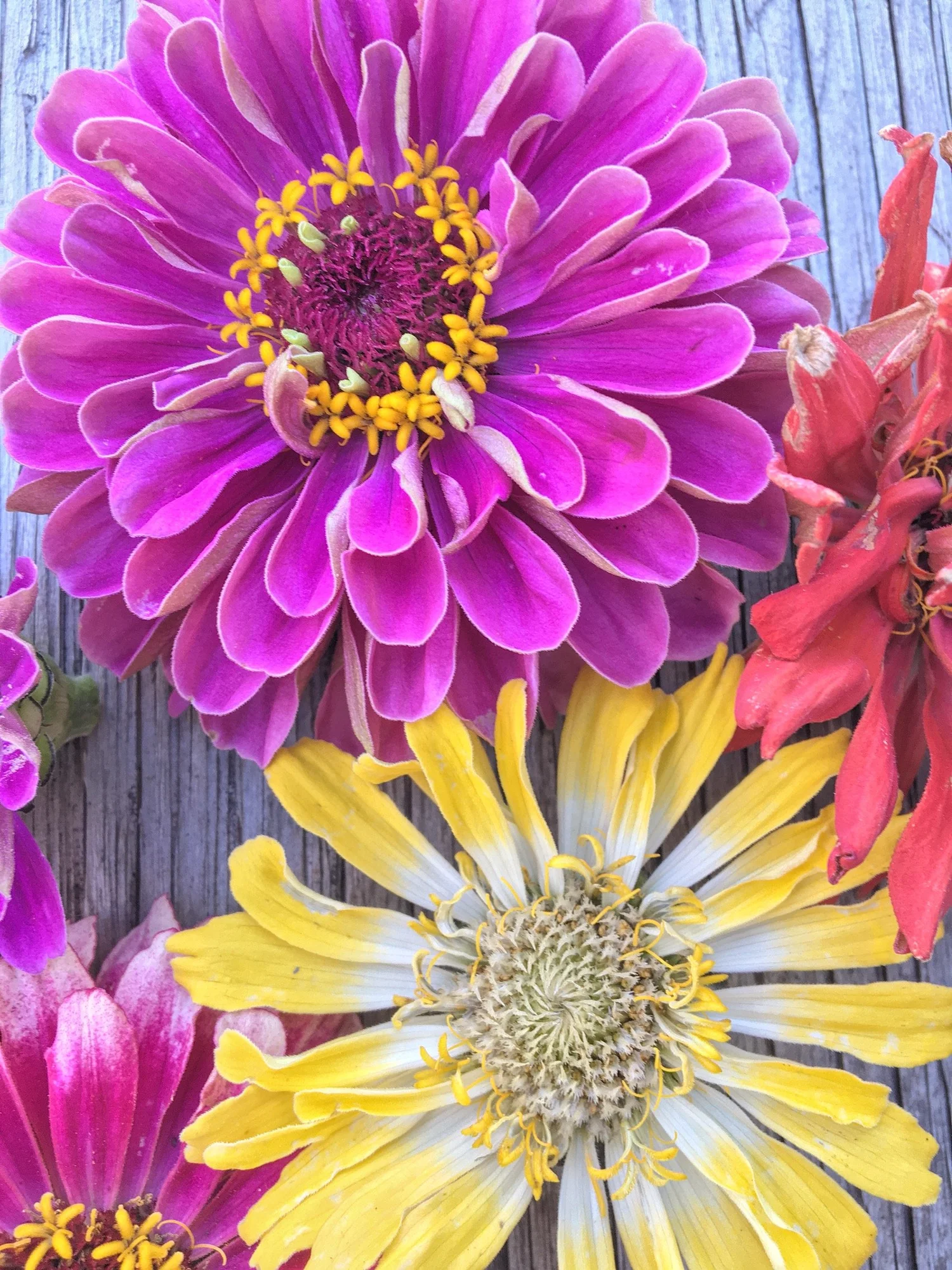 zinnia+mix2.JPG?format=1500w